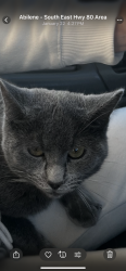Lost Male Cat last seen Weaver’s Way, Abilene, TX 79602