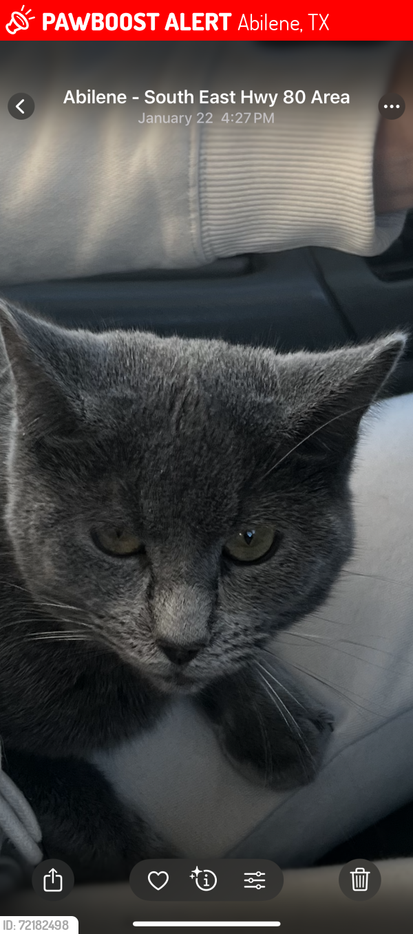 Lost Male Cat last seen Weaver’s Way, Abilene, TX 79602