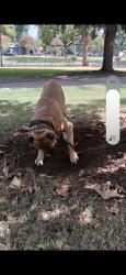 Reunited Male Dog last seen Hercules and maple, Victorville, CA 92307