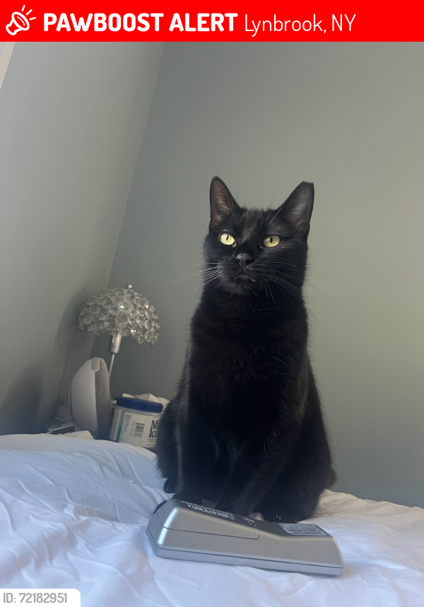 Lost Female Cat last seen Weight Ave, Greis Park, Lynbrook, NY 11563