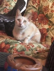 Lost Female Cat last seen Padaria belezinha, Centro, RJ 28930-000