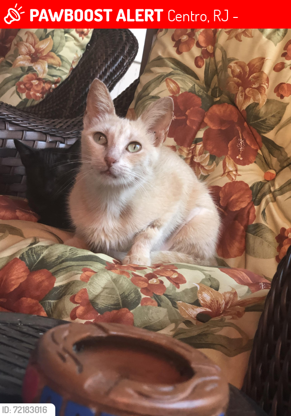 Lost Female Cat last seen Padaria belezinha, Centro, RJ 28930-000