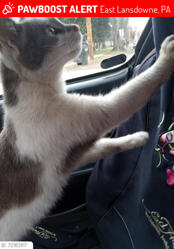 Lost Female Cat last seen Penn Blvd & Pembroke Ave, East Lansdowne, PA 19050