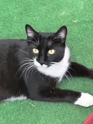 Lost Female Cat last seen McKinley/ Ranch Vista Rd , Corona, CA 92879