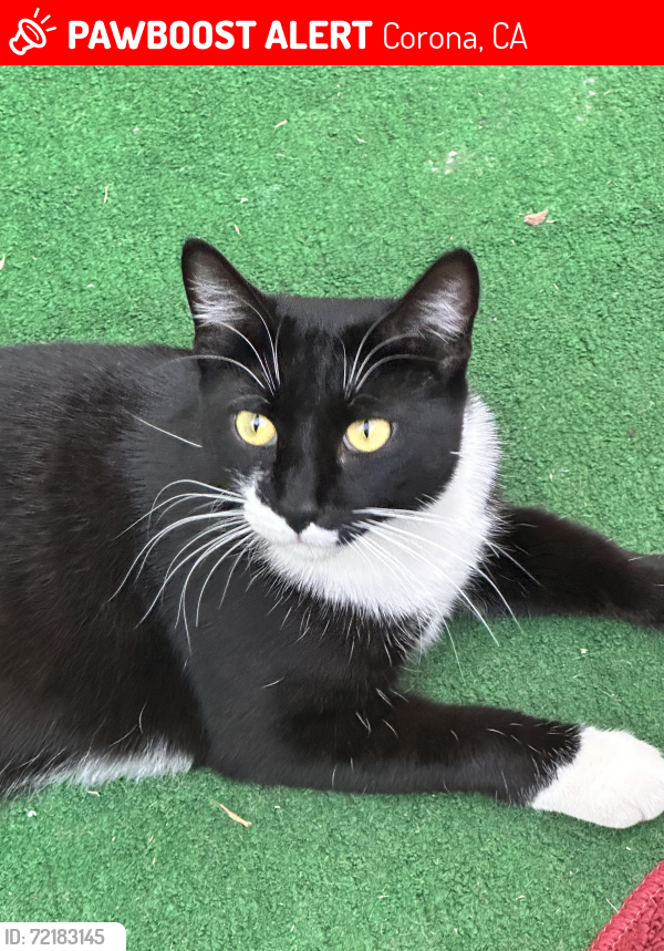 Lost Female Cat last seen McKinley/ Ranch Vista Rd , Corona, CA 92879