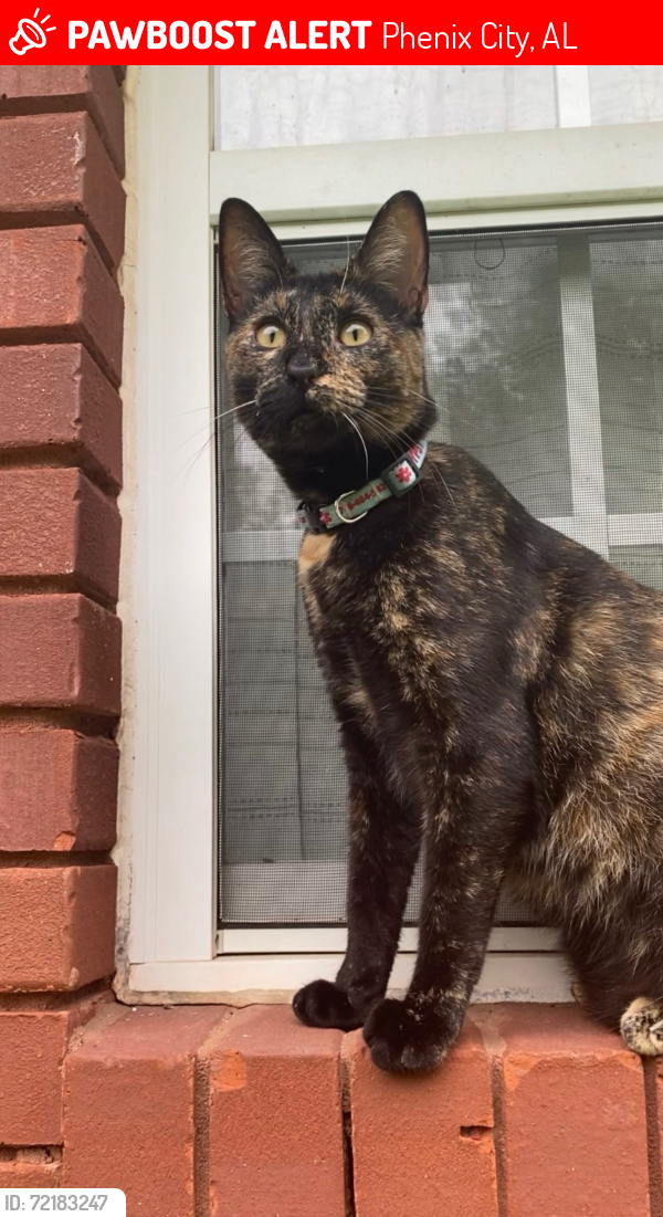 Lost Female Cat last seen Deerfield , Phenix City, AL 36870