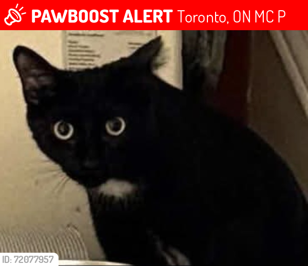 Lost Male Cat last seen Arlington Avenue & Vaughan Road, Toronto, ON M6C 2P2