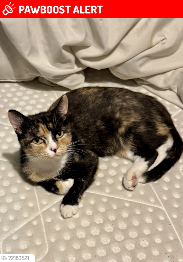 Lost Female Cat last seen Tower Vets Fulford, York, England YO10 4DA