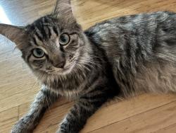 Lost Female Cat last seen Central ave and Schmidt rd, south El Monte , South El Monte, CA 91733