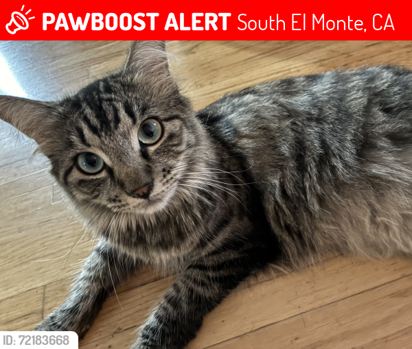 Lost Female Cat last seen Central ave and Schmidt rd, south El Monte , South El Monte, CA 91733
