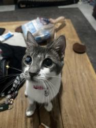 Reunited Female Cat last seen Nw 32nd street and Nw tenth ave, Miami, FL 33127
