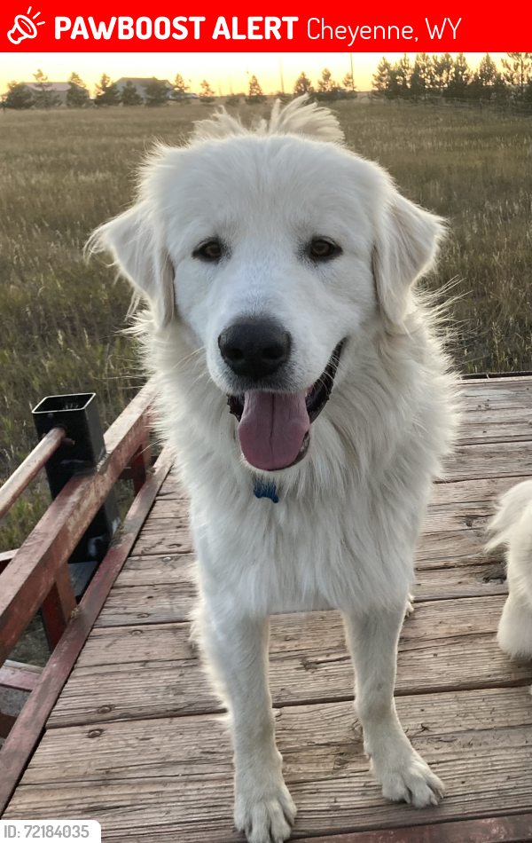 Lost Male Dog last seen Hwy 85 and Road 142, Cheyenne WY, Cheyenne, WY 82009