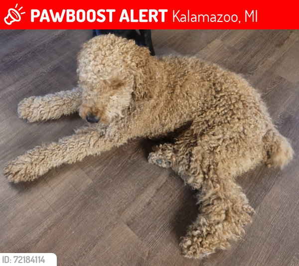 Lost Male Dog last seen H drive and Sprinkle, Kalamazoo, MI 49048