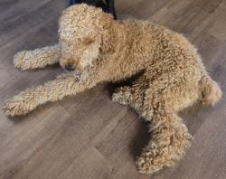 Lost Male Dog last seen H drive and Sprinkle, Kalamazoo, MI 49048