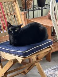 Lost Male Cat last seen Almond Ln & Appletree Drive, Levittown, PA 19055