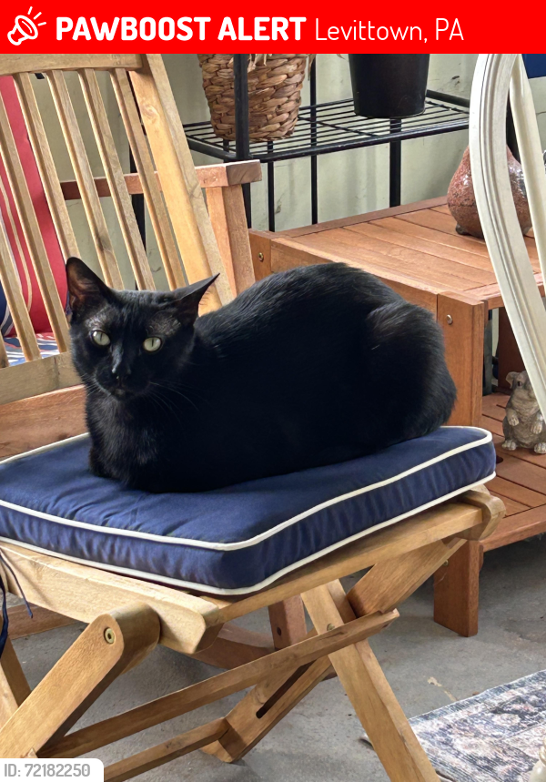Lost Male Cat last seen Almond Ln & Appletree Drive, Levittown, PA 19055
