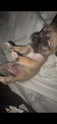 Lost Female Dog last seen Hazel crest, Hazel Crest, IL 60429