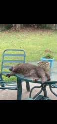 Lost Male Cat last seen Mack St, Gaston, SC 29053