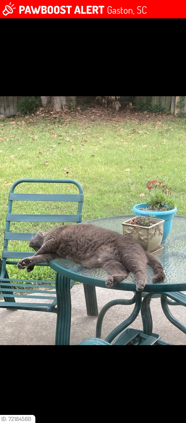 Lost Male Cat last seen Mack St, Gaston, SC 29053