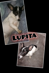 Lost Female Dog last seen 45th and Avenue N, Lubbock, TX 79412