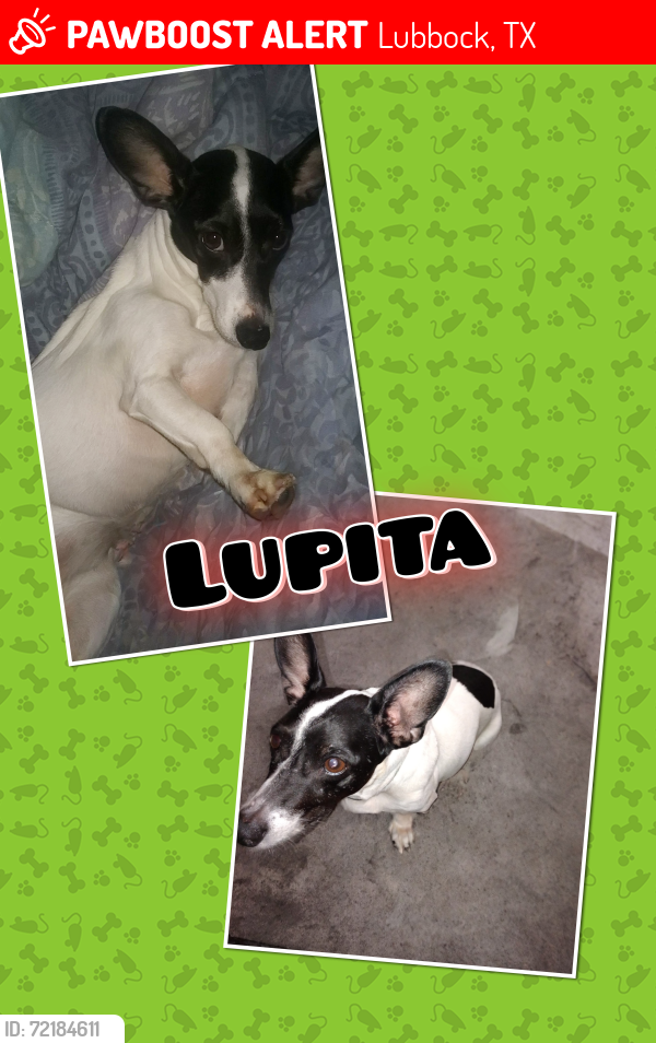 Lost Female Dog last seen 45th and Avenue N, Lubbock, TX 79412