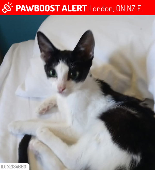 Lost Male Cat last seen Hamilton Rd, London, ON N5Z 1E6