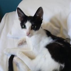 Lost Male Cat last seen Hamilton Rd, London, ON N5Z 1E6