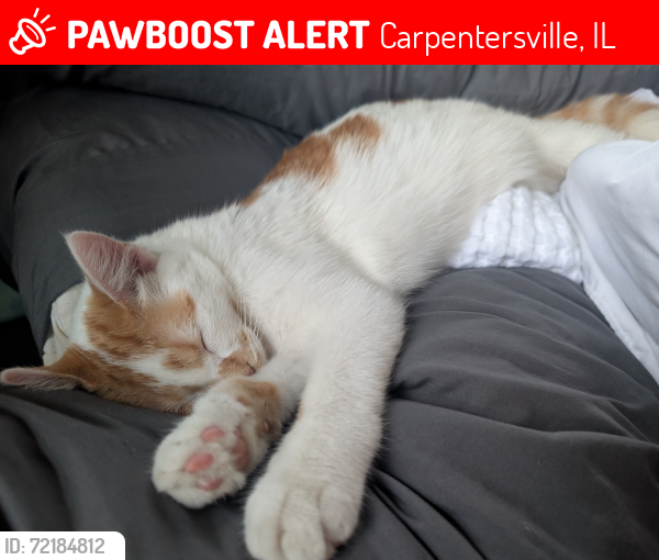 Lost Female Cat last seen Kings and amirillo, Carpentersville, IL 60110