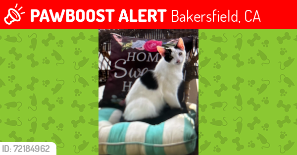 Lost Male Cat last seen Willow Creek neighborhood (Coffee and Hageman Rd), Bakersfield, CA 93308