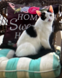 Lost Male Cat last seen Willow Creek neighborhood (Coffee and Hageman Rd), Bakersfield, CA 93308
