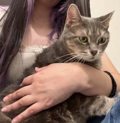 Lost Female Cat last seen Ampere parkway, Bloomfield, NJ 07003