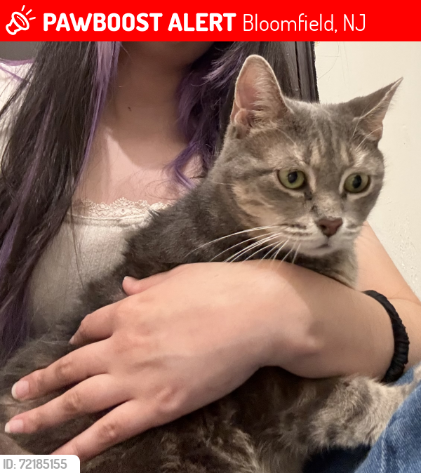 Lost Female Cat last seen Ampere parkway, Bloomfield, NJ 07003