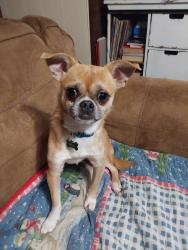 Lost Male Dog last seen Hocking county fairground area, Logan, OH 43138
