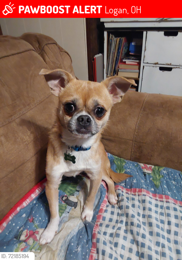 Lost Male Dog last seen Hocking county fairground area, Logan, OH 43138