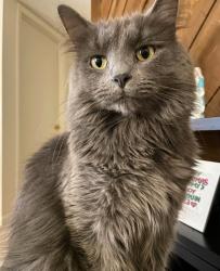 Lost Male Cat last seen hse Wren Fall St., San Antonio, TX 78253