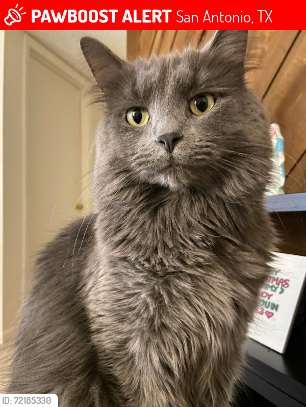 Lost Male Cat last seen hse Wren Fall St., San Antonio, TX 78253