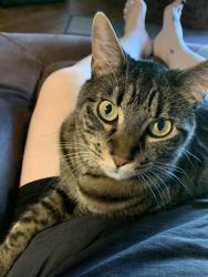 Lost Male Cat last seen Near Evening Star Court , Norman, OK 73071