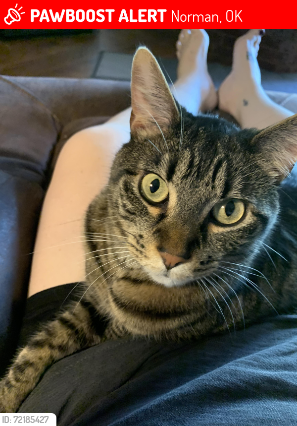 Lost Male Cat last seen Near Evening Star Court , Norman, OK 73071