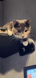 Lost Female Cat last seen 118th and peacock hill , Gig Harbor, WA 98332