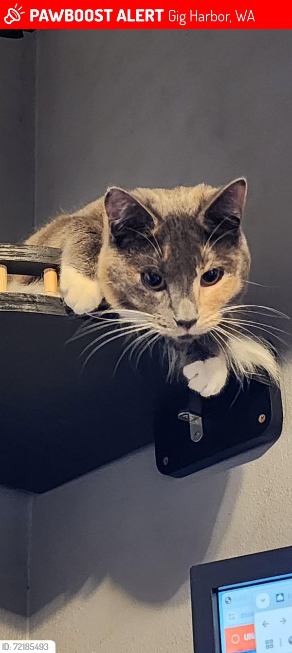 Lost Female Cat last seen 118th and peacock hill , Gig Harbor, WA 98332