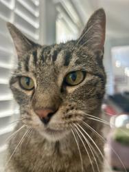 Lost Female Cat last seen Streamside st, Fontana, CA 92336