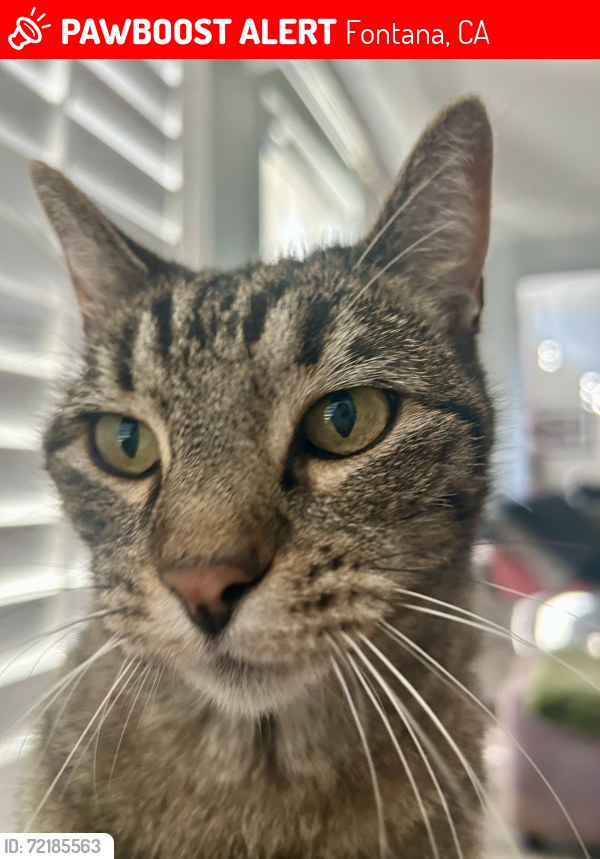Lost Female Cat last seen Streamside st, Fontana, CA 92336