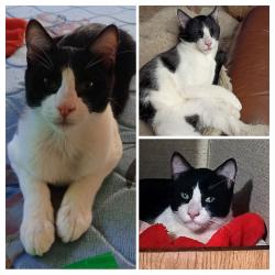 Lost Male Cat last seen Grahams Ferry Rd, Villaboise , Wilsonville, OR 97070
