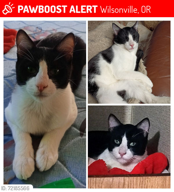 Lost Male Cat last seen Grahams Ferry Rd, Villaboise, Wilsonville, OR 97070