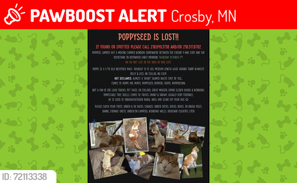 Lost Male Cat last seen Cuyuna cutoff behind SuperOne, Deerwood, MN 56444