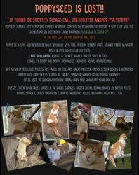 Lost Male Cat last seen Cuyuna cutoff behind SuperOne, Deerwood, MN 56444
