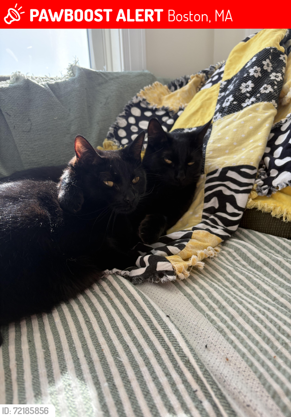Lost Female Cat last seen Westbrook and bennington, Boston, MA 02128