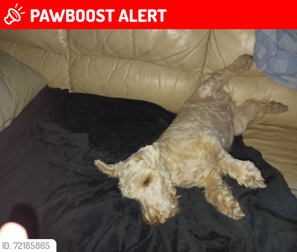 Lost Female Dog last seen McVicar, Thunder Bay, ON P7A 4S8