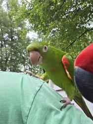 Lost Male Bird last seen Morton Street , West Springfield, MA 01089