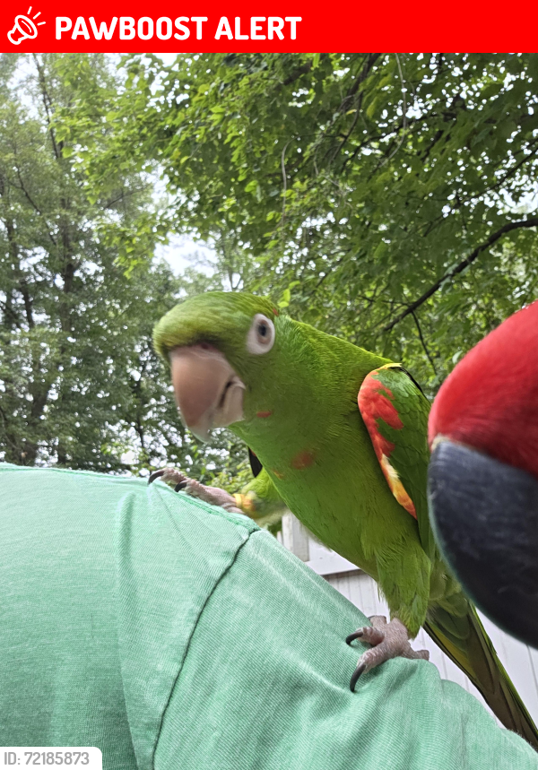 Lost Male Bird last seen Morton Street , West Springfield, MA 01089